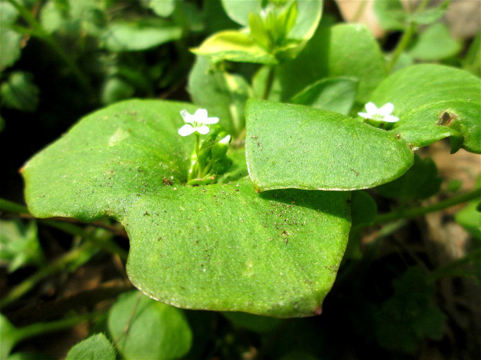 Gewöhnliches Tellerkraut oder Kubaspinat (Claytonia perfoliata) in Hockenheim - eingeschleppt aus Nordamerika