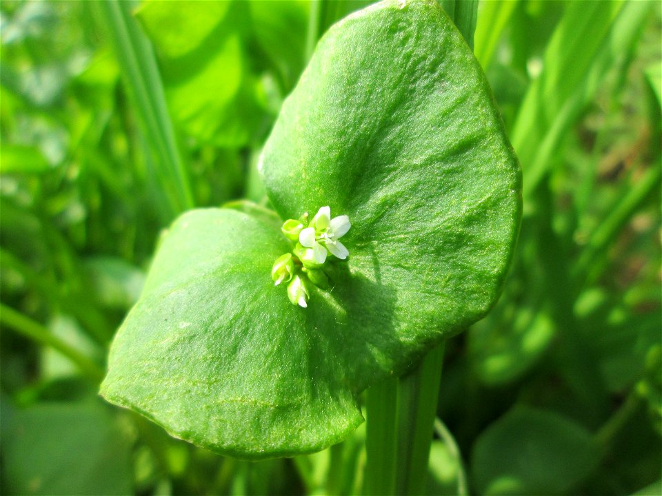Gewöhnliches Tellerkraut oder Kubaspinat (Claytonia perfoliata) in Hockenheim - eingeschleppt aus Nordamerika