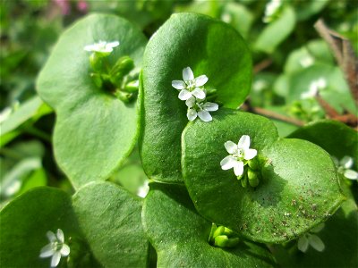 Gewöhnliches Tellerkraut oder Kubaspinat (Claytonia perfoliata) in Hockenheim - eingeschleppt aus Nordamerika