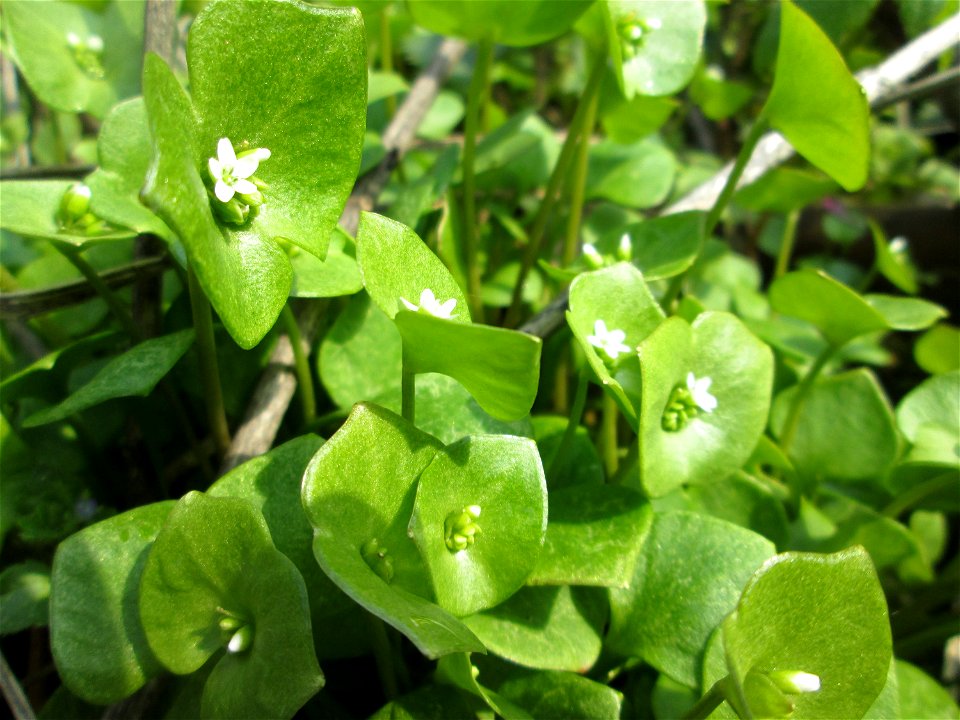 Gewöhnliches Tellerkraut oder Kubaspinat (Claytonia perfoliata) - invasiv in der Schwetzinger Hardt nahe der A61