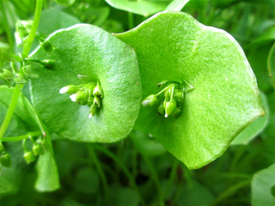 Gewöhnliches Tellerkraut oder Kubaspinat (Claytonia perfoliata) nahe am Bahndamm in Hockenheim - eingeschleppt aus Nordamerika