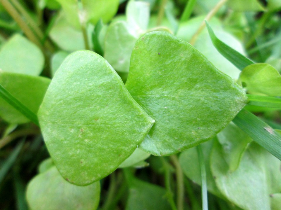 Gewöhnliche Tellerkraut (Claytonia perfoliata) in Alt-Saarbrücken