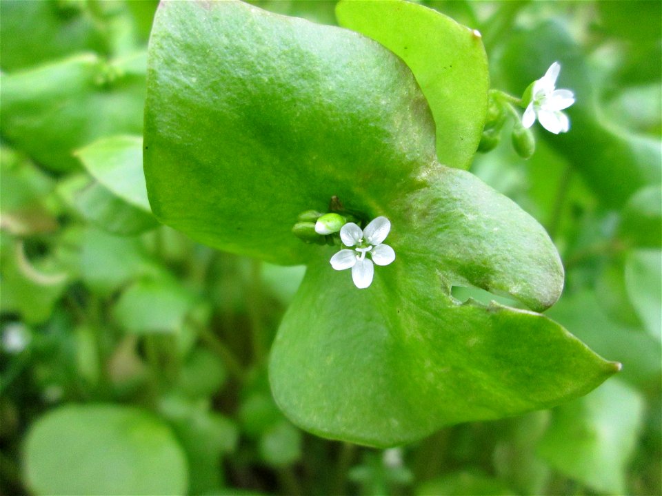 Gewöhnliche Tellerkraut (Claytonia perfoliata) in Alt-Saarbrücken
