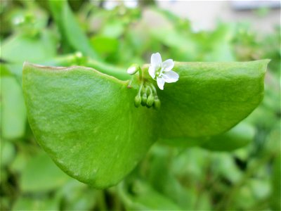 Gewöhnliche Tellerkraut (Claytonia perfoliata) in Alt-Saarbrücken