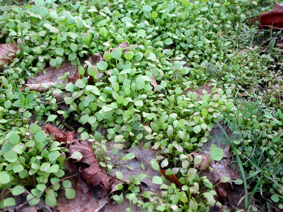 Gewöhnliche Tellerkraut oder Kubaspinat (Claytonia perfoliata) invasiv in einem Industriegebiet in Brebach