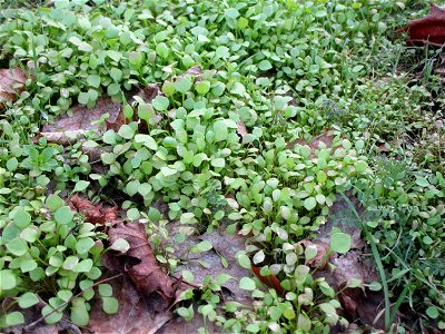 Gewöhnliche Tellerkraut oder Kubaspinat (Claytonia perfoliata) invasiv in einem Industriegebiet in Brebach
