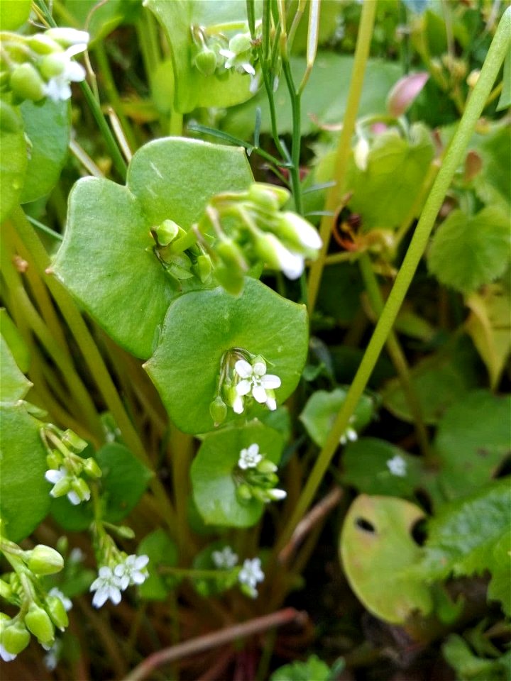 miner's lettuce (Claytonia perfoliata)