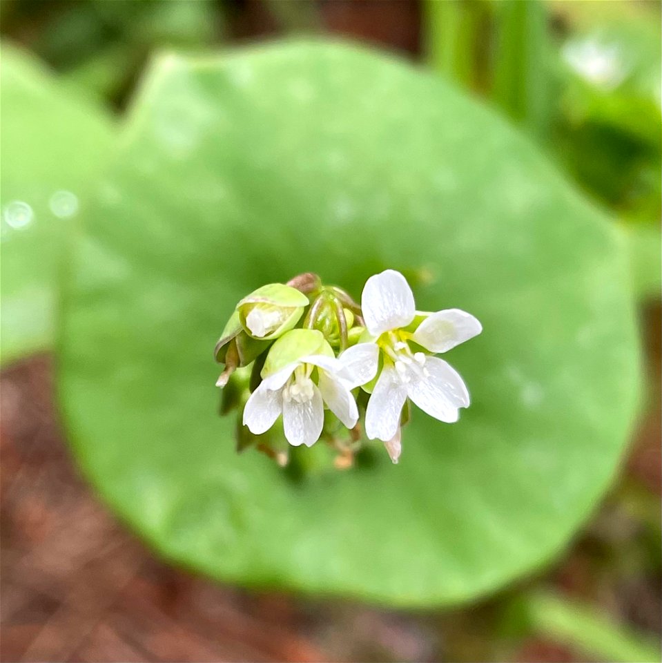 miner's lettuce (Claytonia perfoliata)