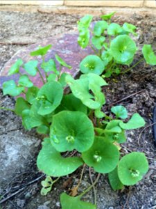 Claytonia perfoliata Miner's Lettuce, cultivated plant.