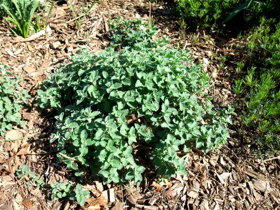 A photograph of Nepeta sp. not a Talinum Cv. much less 'Kingswood Gold'.