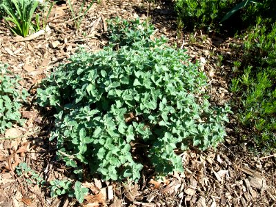 A photograph of Nepeta sp. not a Talinum Cv. much less 'Kingswood Gold'.