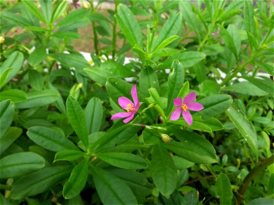 Talinum paniculatum