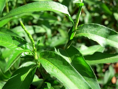 Wasserpfeffer (Persicaria hydropiper) in der Schwetzinger Hardt