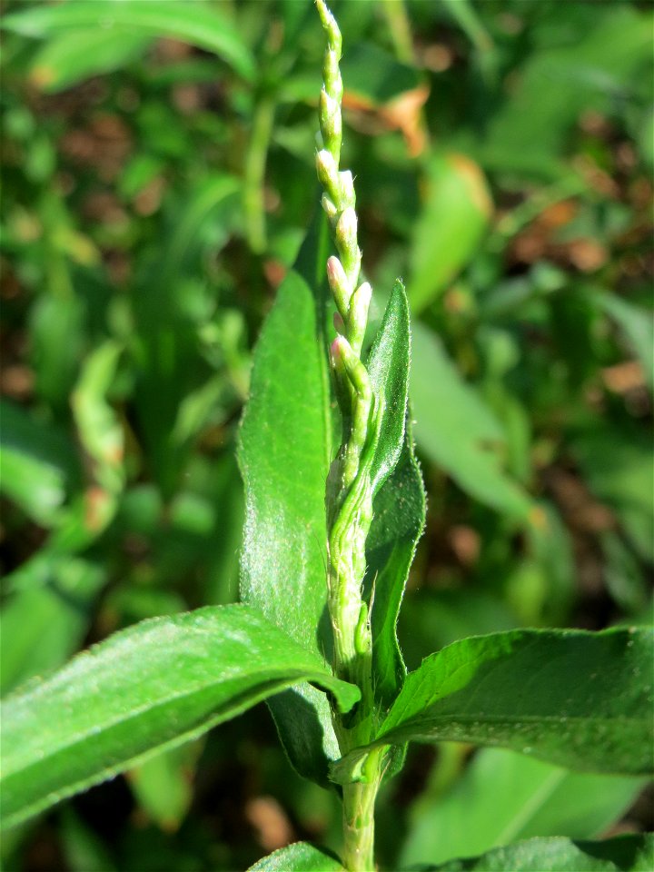 Wasserpfeffer (Persicaria hydropiper) in der Schwetzinger Hardt