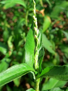 Wasserpfeffer (Persicaria hydropiper) in der Schwetzinger Hardt