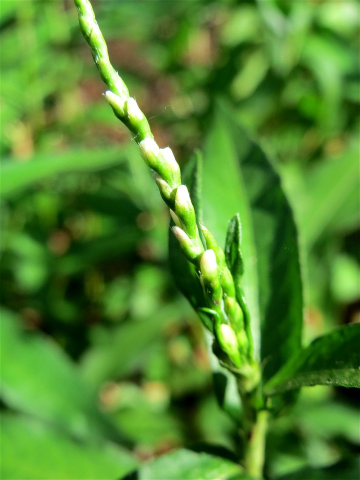 Wasserpfeffer (Persicaria hydropiper) in der Schwetzinger Hardt
