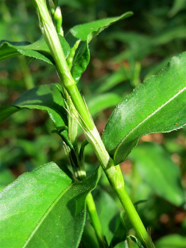 Wasserpfeffer (Persicaria hydropiper) in der Schwetzinger Hardt