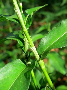 Wasserpfeffer (Persicaria hydropiper) in der Schwetzinger Hardt