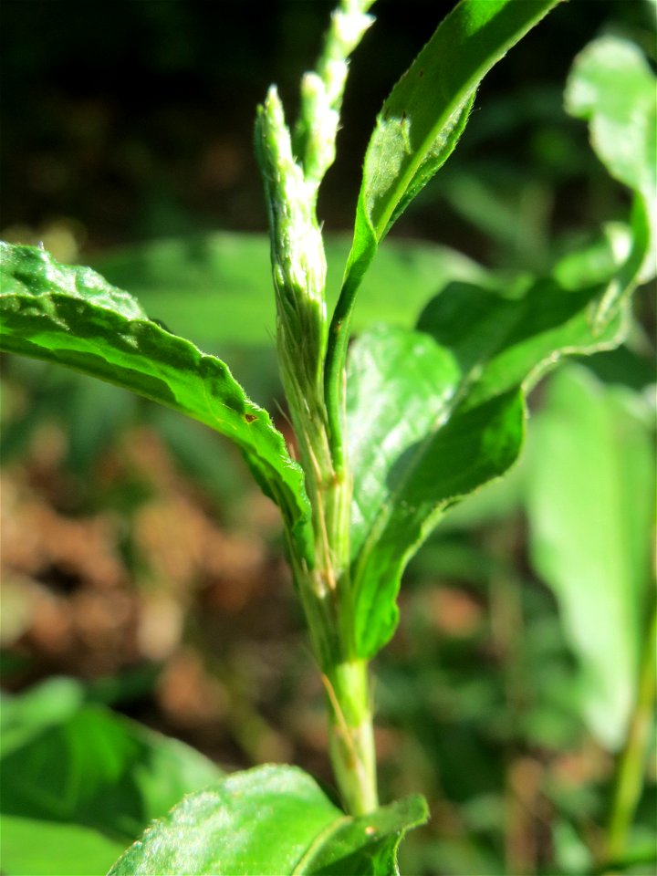 Wasserpfeffer (Persicaria hydropiper) in der Schwetzinger Hardt