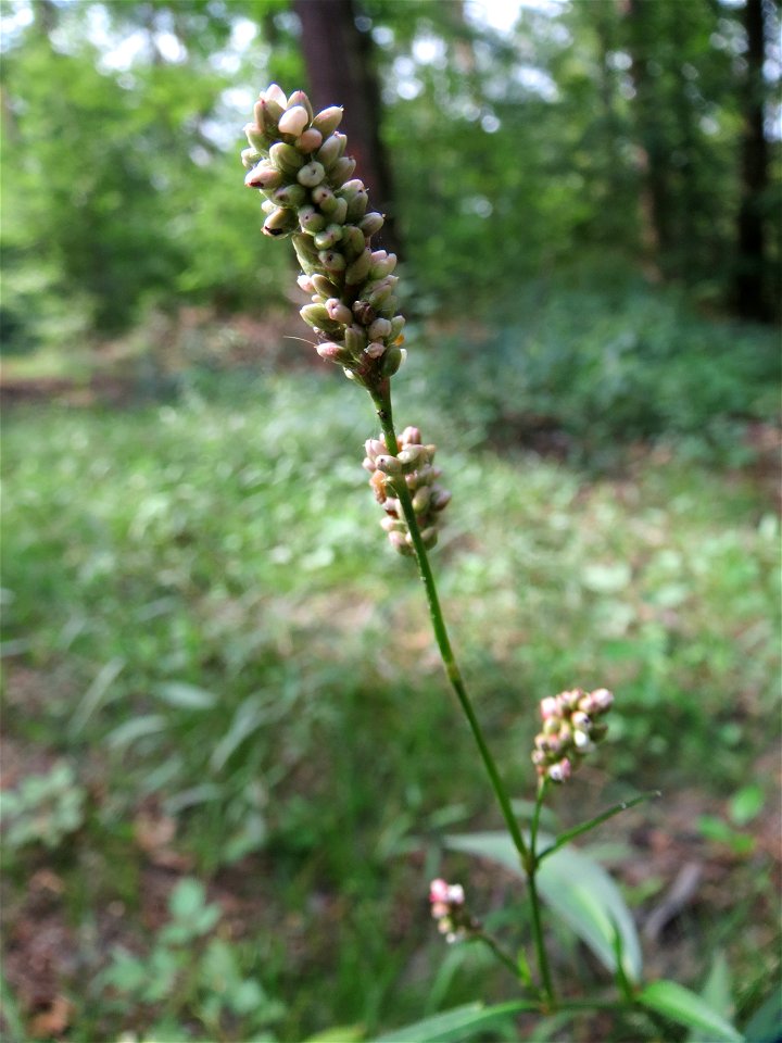 Floh-Knöterich (Persicaria maculosa) im Schwetzinger Hardt