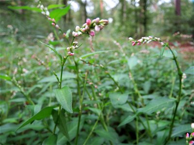 Wasserpfeffer (Persicaria hydropiper) in der Schwetzinger Hardt