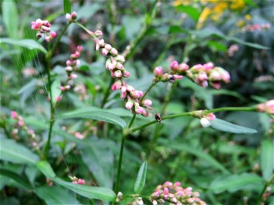 Wasserpfeffer (Persicaria hydropiper) in der Schwetzinger Hardt