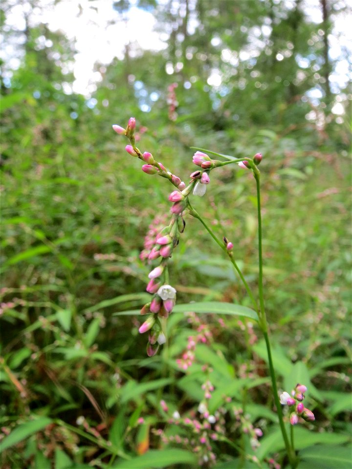 Wasserpfeffer (Persicaria hydropiper) in der Schwetzinger Hardt