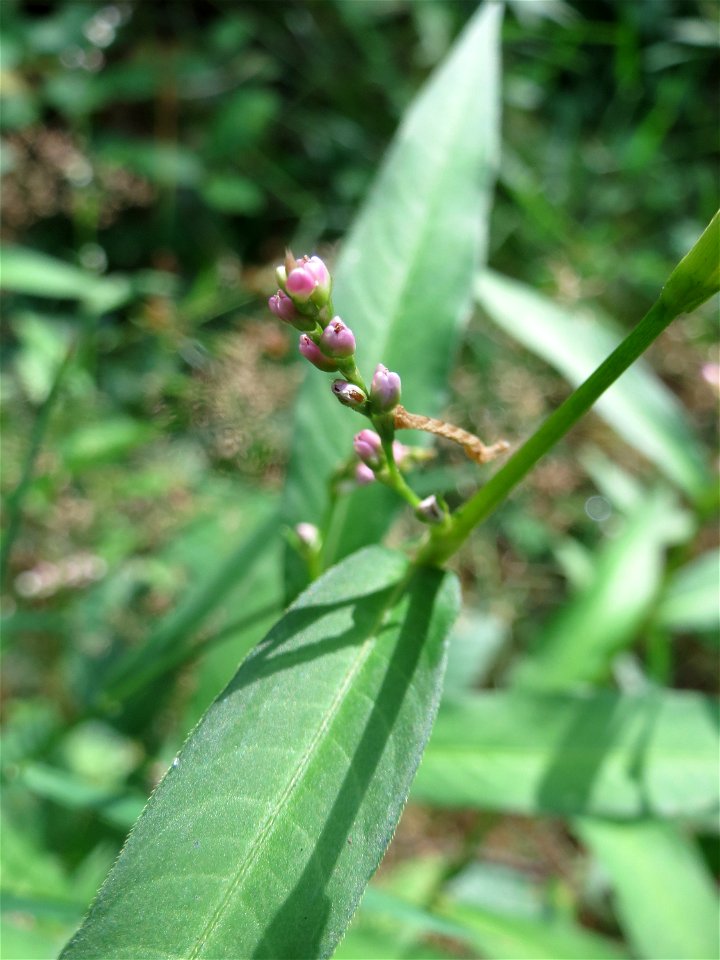 Wasserpfeffer (Persicaria hydropiper) in der Schwetzinger Hardt