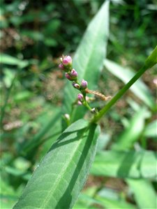Wasserpfeffer (Persicaria hydropiper) in der Schwetzinger Hardt