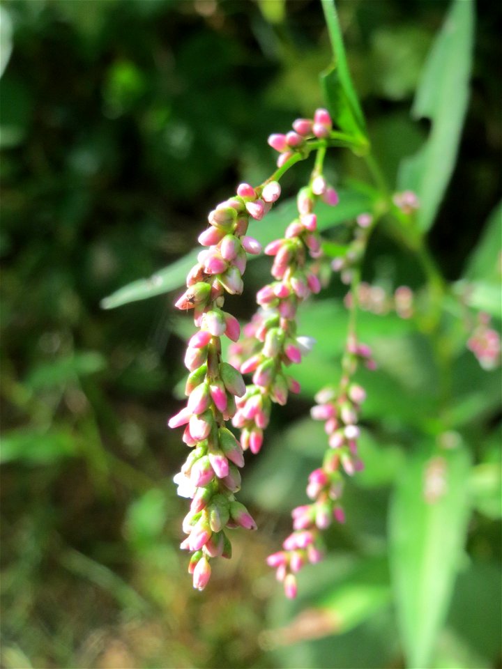 Wasserpfeffer (Persicaria hydropiper) in der Schwetzinger Hardt