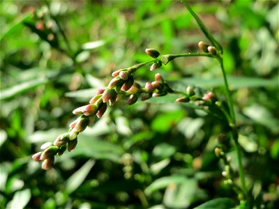Wasserpfeffer (Persicaria hydropiper) in der Schwetzinger Hardt