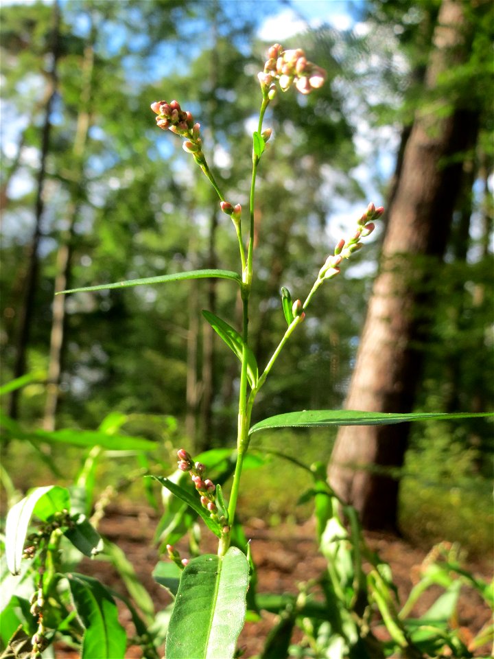 Wasserpfeffer (Persicaria hydropiper) in der Schwetzinger Hardt