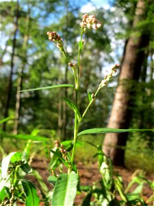 Wasserpfeffer (Persicaria hydropiper) in der Schwetzinger Hardt