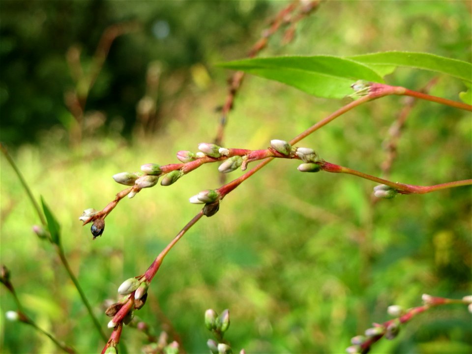 Wasserpfeffer (Persicaria hydropiper) im Schwetzinger Hardt