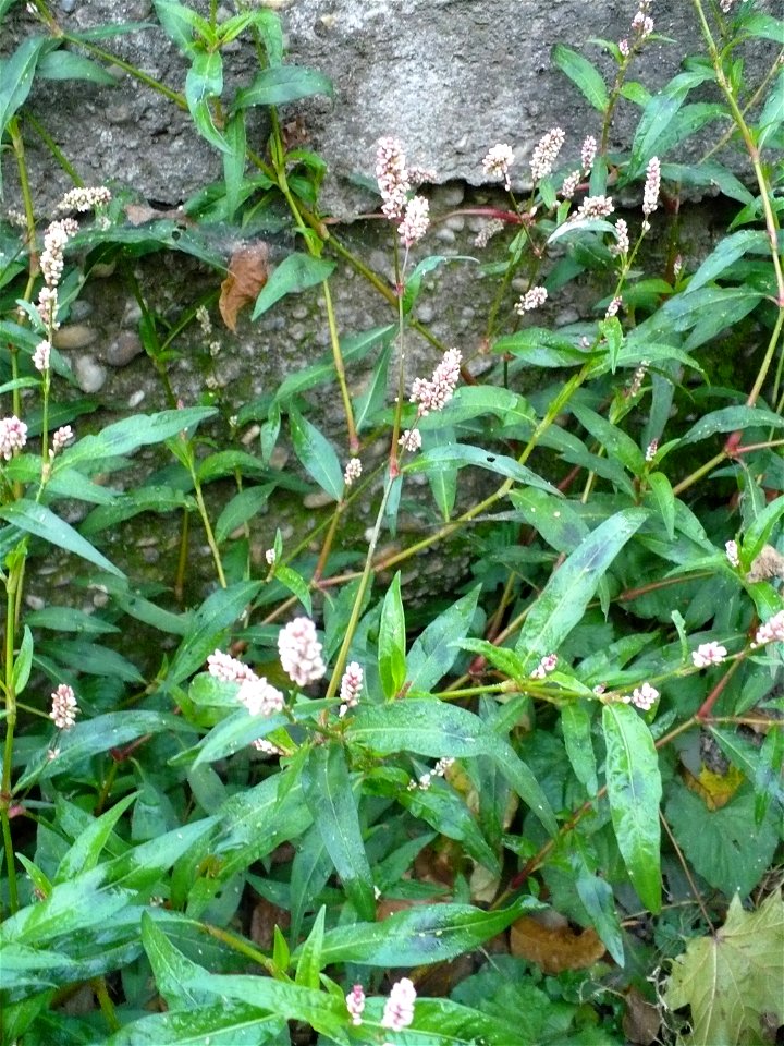 Persicaria maculosa (redshank)