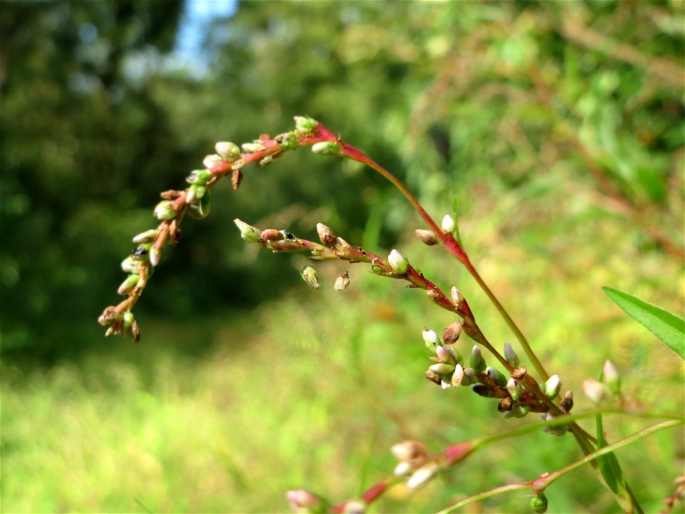 Wasserpfeffer (Persicaria hydropiper) im Schwetzinger Hardt