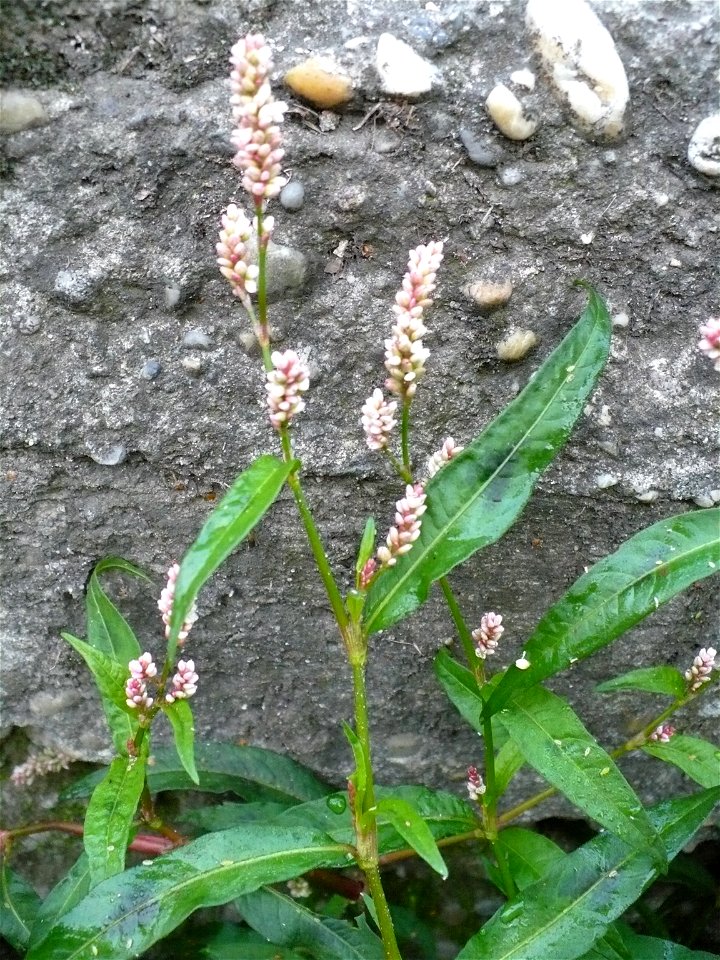 Persicaria maculosa (redshank)