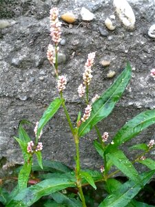 Persicaria maculosa (redshank)