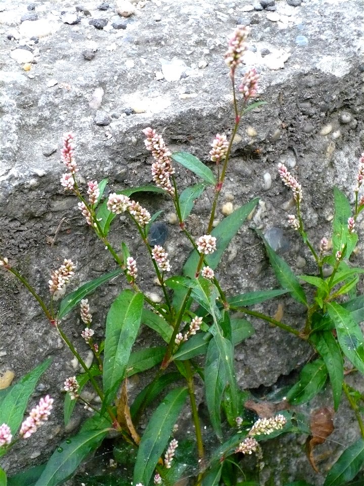 Persicaria maculosa (redshank)