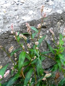 Persicaria maculosa (redshank)