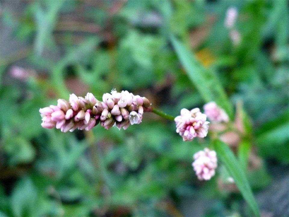 Inflorescence of Persicaria maculosa (redshank)