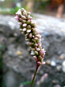 Inflorescence of Persicaria maculosa (redshank)