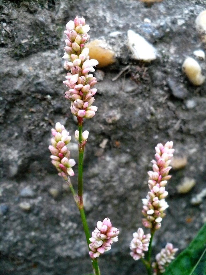 Inflorescence of Persicaria maculosa (redshank)