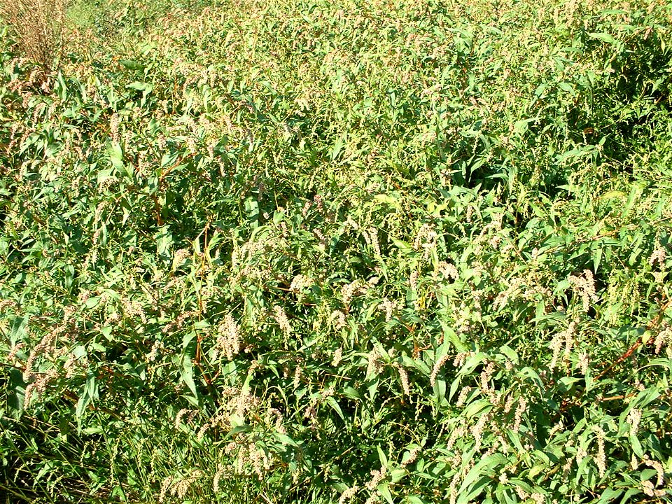 A field of Redshank Persicaria maculosa (syn. Polygonum persicaria).

Un champ de renouee persicaire.