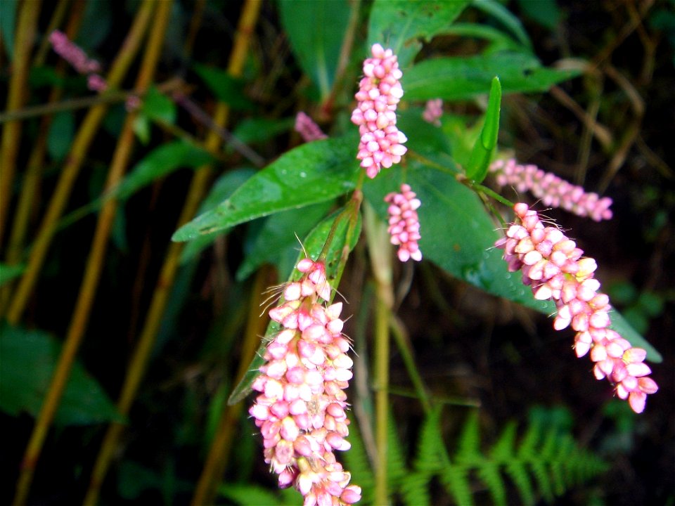 Persicaria maculosa  (syn: Polygonum persicaria)