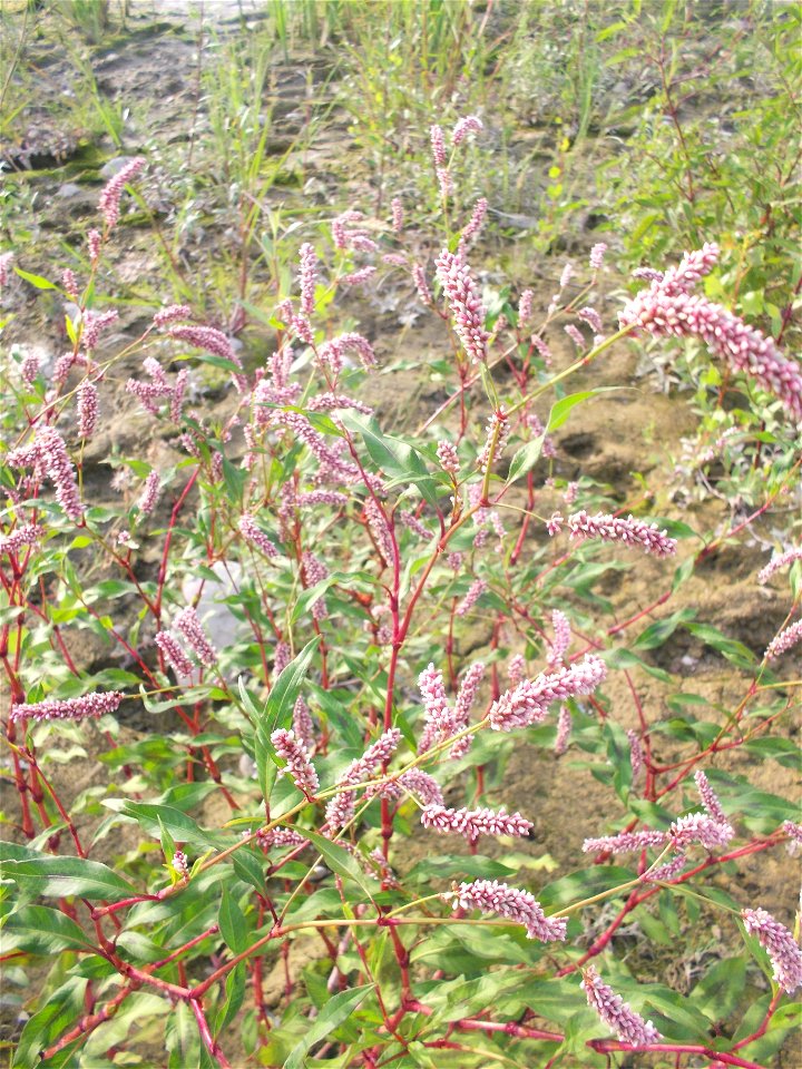 Una pianta di persicaria