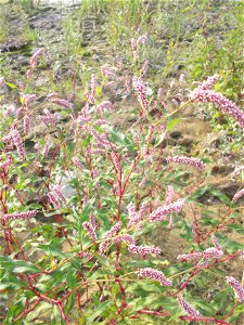 Una pianta di persicaria