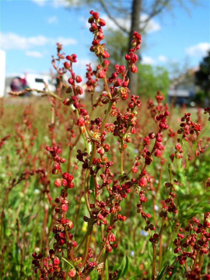 Kleiner Sauerampfer (Rumex acetosella) in Hockenheim