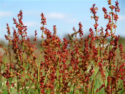 Kleiner Sauerampfer (Rumex acetosella) in Hockenheim