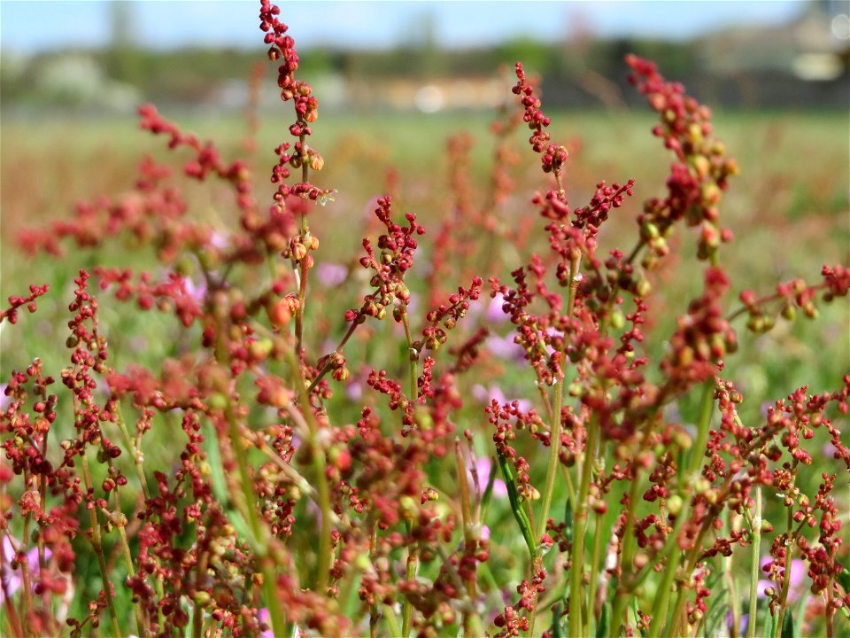 Kleiner Sauerampfer (Rumex acetosella) in Hockenheim